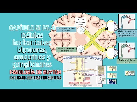 CHAP 51 4/4: Horizontal, bipolar, amacrine, and ganglion cells | Guyton's Physiology