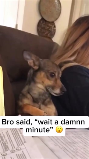 Why Dogs Are So Intelligent: Understanding Canine Smarts