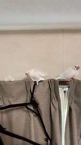 【白文鳥】文鳥２羽で一緒にぴょんぴょん 求愛ダンス ココアとマロン【Java sparrows】Courtship dance together in Java sparrow two birds
