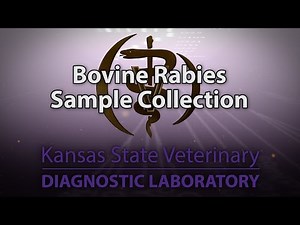 Bovine Rabies Sample Collection