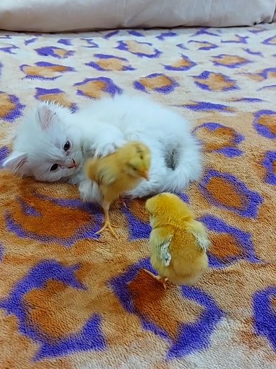 Funny Cat Playing with Chicks – Hilarious Moments