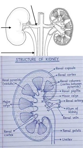 Human Kidney Structure Explained | Labeled Diagram | Biology Short #shorts