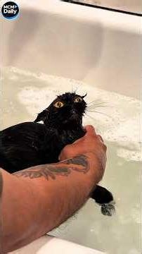 Time for the cat to take a bath🥰