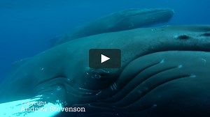 "Secret Lives of the Humpbacks"