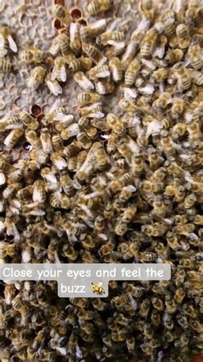 The Buzz of the Hive 🎧🐝