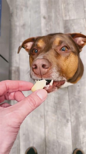 Phryne Claims Her Throne as the Cheese Queen