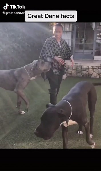 greatdane.world on TikTok