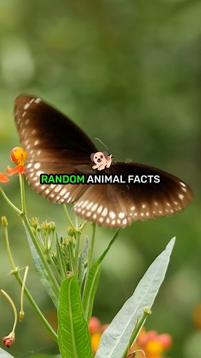 56K views · 95 reactions | Random animal facts you didn't know! 漣 #sciencefacts #randomfacts #animalfacts #learnontiktok #factsdaily | IFLScience | Facebook