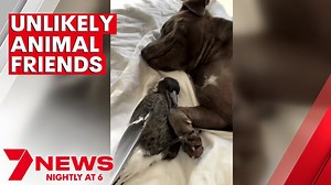 The unlikely friendship between a Gold Coast magpie and dog | 7NEWS - The Global Herald