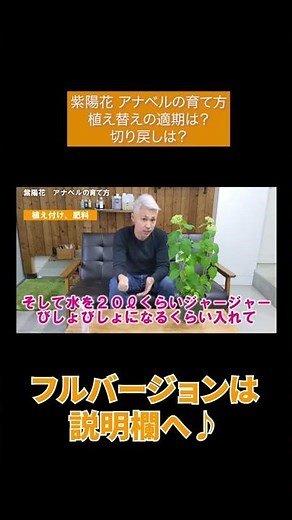 紫陽花 アナベルの育て方 植え替えの適期は？切り戻しは？#Shorts