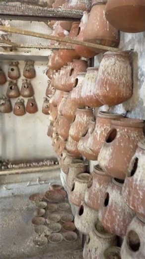 Java Seeds Mix, Fawn Sparrow Breeding tips , Java Sparrow , Java Finch , White Java , Silver Java