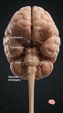 🧠 The Human Brain Explained | Anatomy, Functions & How the Brain Works | 3D Medical Animation