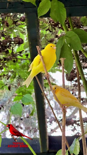 Golden Voice: Canary’s Serenade in the Aviary