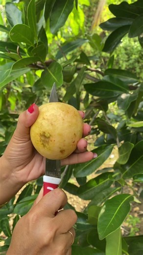 Red Guava Fruit #redguava
