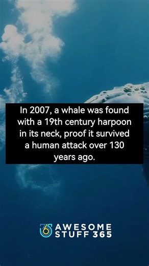 In 2007, a whale was discovered with a 19th-century harpoon lodged in its neck — proof it survived a human attack for over 130 years. Endurance lives in places we rarely imagine. What is the strongest example of resilience you’ve ever seen? | Awesome Stuff 365