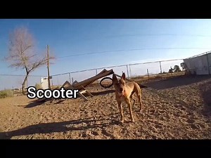 1K views · 53 reactions | Meet the some of the shelter dogs available...