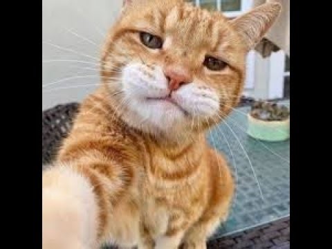 COUNTER BLOX REMAKE SCRIPT SIGMA!!