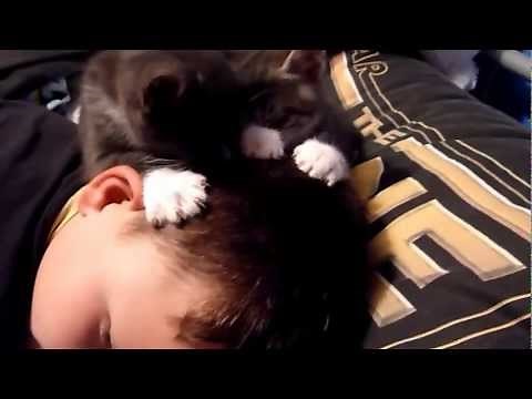 Kittens Suckling on Head.