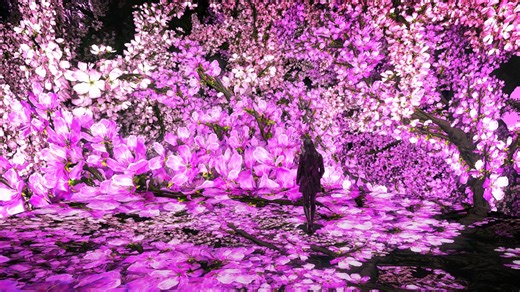 Immerse yourself in cherry blossoms at this DC art museum