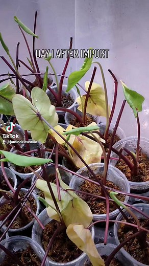 1.7K views · 21 reactions | COLOCASIA PHARAOHS MASK. Very fast growers. | Jardin Del Castillo: The Urban Jungle Cafe | Facebook