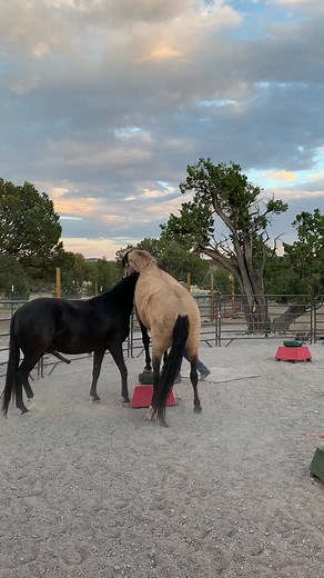 4.2K views · 65 reactions | Two horses learning a double trick on the revolving pedestal. #horses #education #trick #neverstoplearning #revolve #equin #liberty #libertyhorse | Imagine A Horse | Facebook