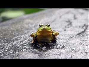 Frog Notification Sound | Message Tones
