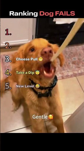 Ranking the FUNNIEST Dog FAILS... #funny #dogs #shorts