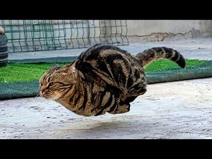 The Most Hilarious Cat Moments Ever 🤣 | Funniest Cats of 2026