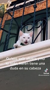 81K reactions · 55K shares | ¿Tu michi sale de casa? Tal vez algún día no vuelva  ¿No te gustan los michis? Déjalos pasar de largo y habla con sus esclavos antes de intentar cualquier cosa ingrata. Disfruten y analicen el video de #LaManadaDeMel  #TeamSieteVidas #AmamosALosMichis #VidaDerechoDelAnimal | VIDA DERECHO DEL ANIMAL A.C. | Facebook