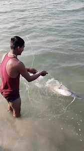 2.4M views · 12K reactions | Net fishing Big Singhada Fish wow very interesting fishing videos #shortstar #fishhunting2 #catchingfish #Amezingfishingvideo #Virelfishing #Reels #fishinghunting2 | Fish hunting 2 | Facebook