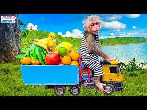 Bibi goes to harvest fruit on the farm and enjoy it at the swimming pool
