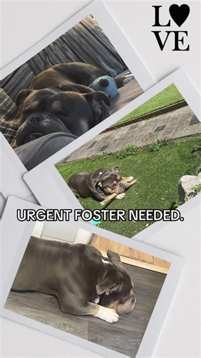 Urgent Foster Needed for a Pocket Bully