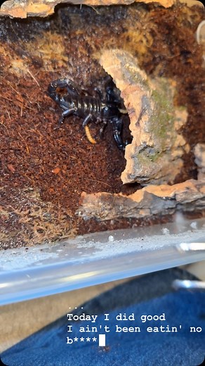 asian forest scorpion feeding #tarantula #tarantulas #spider #tarantulasofinstagram #arachnid #tarantulalove #spiders #tarantulasoftheworld #tarantulakeeper #spidersofinstagram #arachnids #arachnidsofinstagram #worldwide #tarantulalovers #tarantulapet #exoticpets #tarantulasofig #vogelspinne #nature #fang #gang #spidersoftheworld #legs #theraphosidae #macro #tarantulaofinstagram #photography #arachnophobia #tarantulaworld #vogelspinnen | Jayden Robert