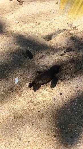 This Baby Turtle Couldn’t Reach the Ocean… So Humans Stepped In 🐢✨ #wildliferescue