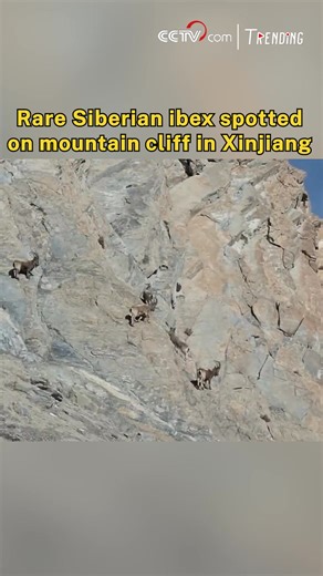 A herd of nationally protected Siberian ibex has been captured on camera in a nature reserve in Xinjiang Uygur Autonomous Region, offering rare footage of the elusive mountain species. More than a dozen ibex - including several juveniles - were seen traversing rugged terrain, playfully chasing one another and scaling near-vertical cliffs with remarkable agility. The sighting reflects ongoing conservation efforts that have steadily improved local habitats, bringing rare wildlife back to the mount