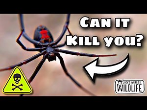 How DEADLY Is The RED BACK SPIDER'S BITE Really!?