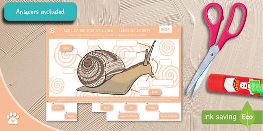 Parts of the Body of a Snail - Labelling Activity