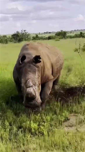 From Tiny To Giant: Animal Grow Up Unreal Moments #51 #animals #glowup #transformation #shorts