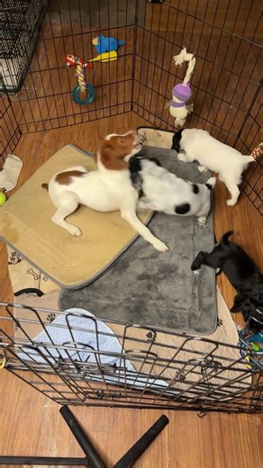 English cocker spaniel puppies Hilltop Dog Puppy Training Kennel is live!