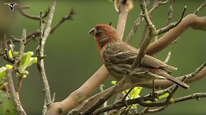Vibrant Red House Finch | Bird Academy • The Cornell Lab