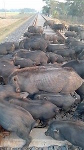 pig crossing railway | wonder animal life