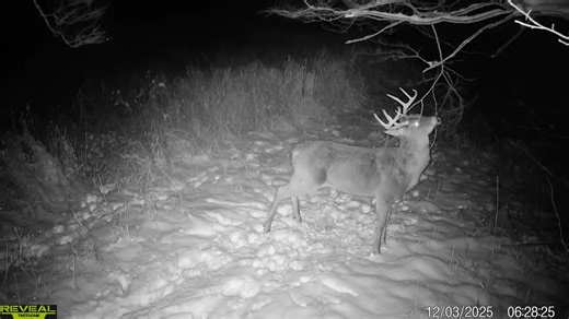 The Second Rut: What is it and how should you hunt it? The "second rut" is the secondary estrus cycle in deer, occurring approximately 28 days after the first. It happens when does who were not bred during the primary rut come back into heat, and it can also be the first cycle for fawns born in the spring. This creates a second opportunity for bucks to seek out mates, leading to renewed hunting activity that is often less intense than the first rut due to lower hunting pressure. | Buck Fever Syn