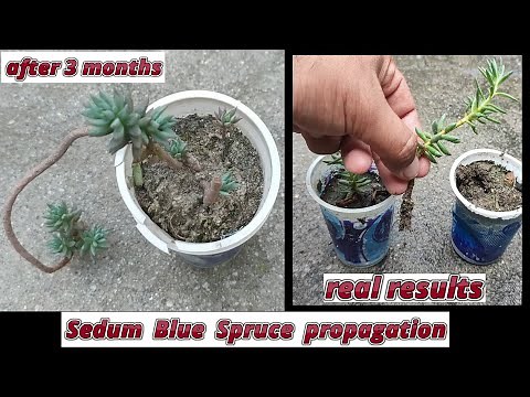 how to grow sedum blue spruce from stem cuttings | sedum reflexum propagation from stem cuttings