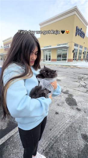 Meet Raja: Our Adorable 3-Month-Old Persian Kitten