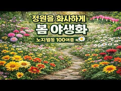 3/30 봄 /노지월동되는 야생화 100여종/ 정원을 화사하게 금낭화 ㅣ과꽃ㅣ코레옵시스 ㅣ하늘바라기 ㅣ쑥부쟁이 ㅣ구절초ㅣ추명국 ㅣ 등 색상 사이즈별로 다양하게 ~