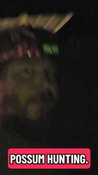 Possum hunting. #Offgridguru #possum #opossums