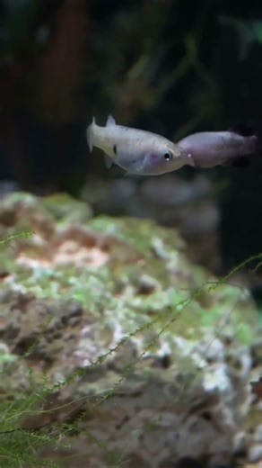 Characodon audax! An Absolutely Sunning Goodeid!