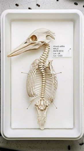 The ultimate specialized hunting skull of a kingfisher 🦜💀+The weirdest skeleton in nature revealed