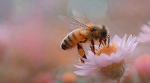 Bee, Honeybee, Pollination. Free Stock Video