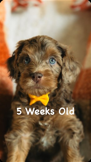 15 reactions · 5 comments | Five Weeks Old - A New Adventure Begins!...